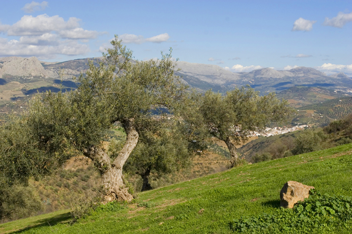 Olive orchards and mountains in May 2013